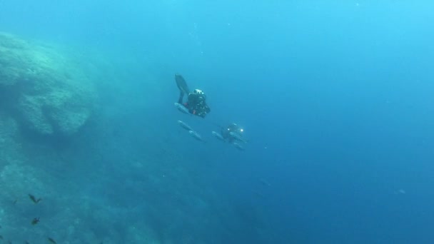 Små Tonfisk Fiskar Simmar Mycket Snabbt Medelhavet Marint Liv — Stockvideo