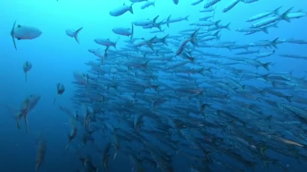 濃い青の水にバラクーダの魚の餌ボール 海洋生物保全 — ストック動画