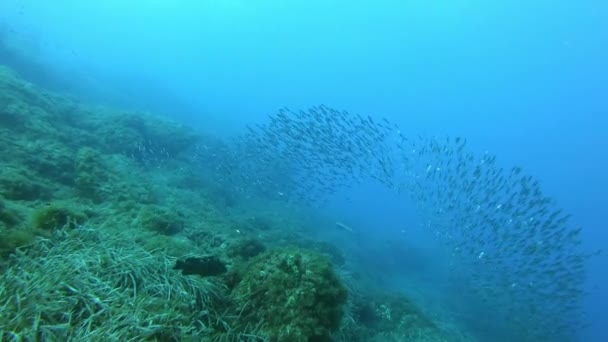 Cena Subaquática Peixes Amberjack Perseguindo Uma Bola Isca Sardinhas Mergulho — Vídeo de Stock