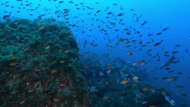 Malé Rybky Velmi Tmavě Modré Vodě Mallorca Pod Vodou — Stock video