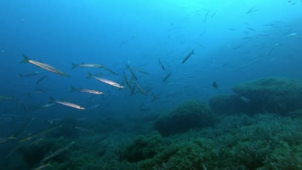 Onderwaterlandschap Middellandse Zee — Stockvideo