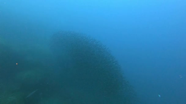 Unterwasser Szene Kleine Fische Ködern Ball Schwimmen Trübem Wasser Scuba — Stockvideo