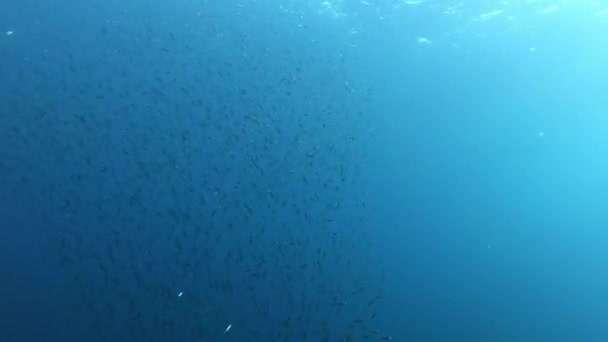 Natuur Onder Water Sardines Lokbal Ondiep Water Duiken Majorca Spanje — Stockvideo