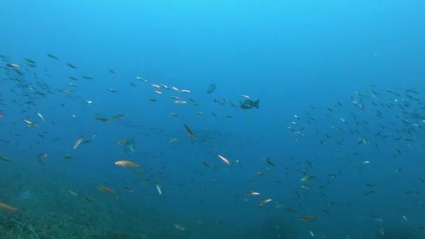 Underwater Scene Marine Reserve Toro Majorca — Stock Video