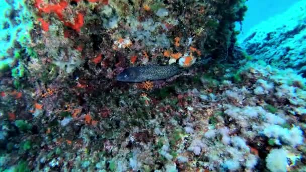 Великий Морський Вугор Захований Рифі Дика Природа Під Водою — стокове відео