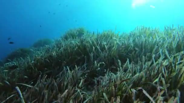 Vida Marina Submarina Peces Arrecife Una Morena Escondida — Vídeo de stock
