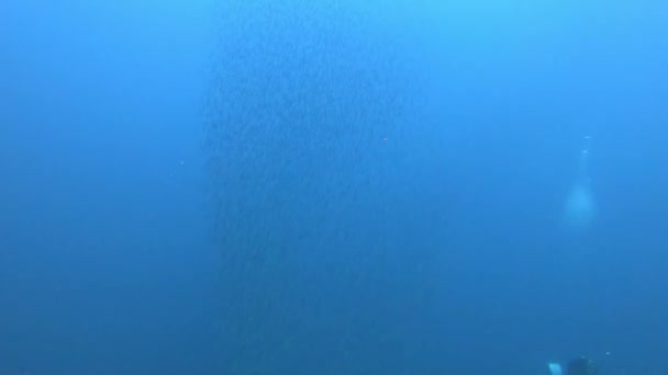 沙丁鱼鱼饵球 小鱼浅滩游动的聚醚 西班牙马约卡潜水 — 图库视频影像