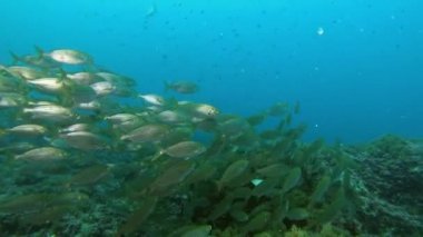 Akdeniz 'de bulutlu sularda yüzen altın bantlı balıklar sürüsü