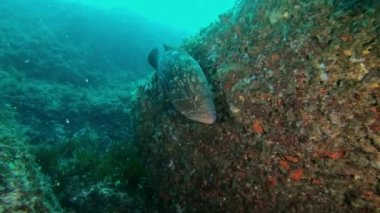 Akdeniz deniz yaşamı - Kameraya yakın yüzen balık balığı