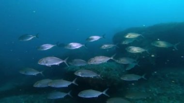Mayorka 'da derin scuba dalışı - Jack koyu mavi suda yüzer