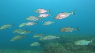 Akdeniz deniz yaşamı - Amberjack balıkları kameraya yakın yüzüyorlar