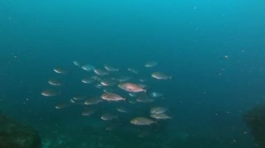 Mayorka 'da derin scuba dalışı - Amberjack koyu mavi suda balık tutar