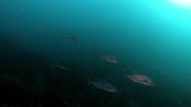 Derin scuba dalışı - Amberjack çok karanlık sularda balık avlıyor - Akdeniz deniz yaşamı 
