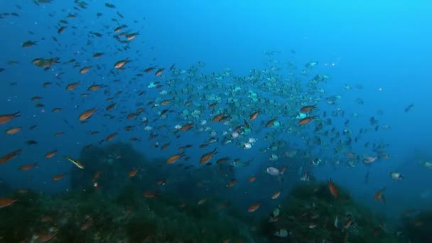 海底海洋生物 暗礁鱼和暗礁鳗鱼 — 图库视频影像