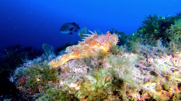 海琵琶鱼 红色地中海蝎子鱼安静在海底 — 图库视频影像