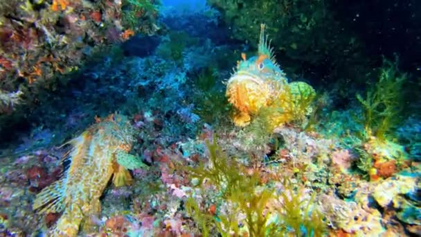 Vida Marina Submarina Peces Arrecife Una Morena Escondida — Vídeos de Stock
