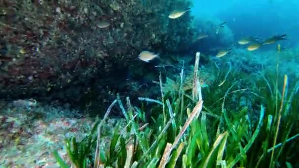 Δύο Scopion Fishes Καταδύσεις Στη Μαγιόρκα Βαλεαρίδες Νήσοι — Αρχείο Βίντεο