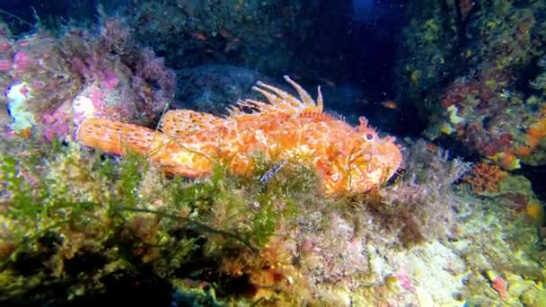 在地中海海底休息的红蝎鱼水下野生动物 — 图库视频影像