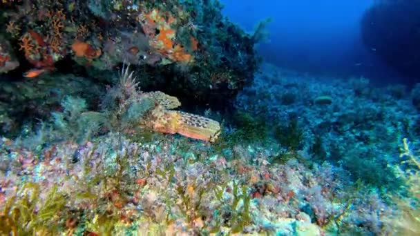 Kehidupan Laut Bawah Laut Ikan Karang Dan Belut Moray Tersembunyi — Stok Video