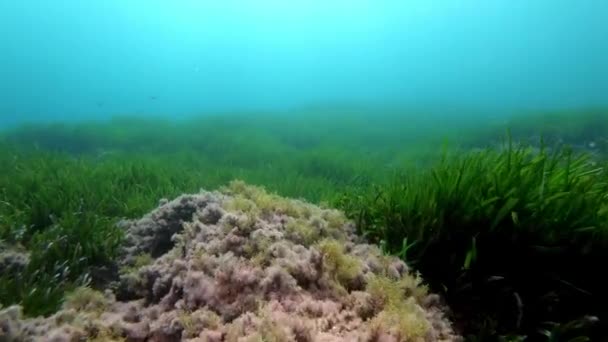 Povスキューバダイビング 緑のポディニア海草の海底 自然海底 — ストック動画
