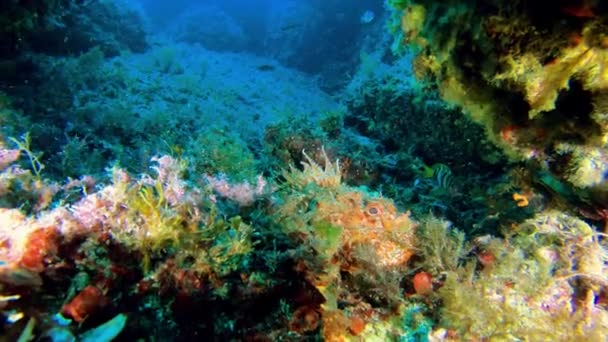 Vida Silvestre Bajo Agua Peces Escorpión Fondo Marino Buceo Mallorca — Vídeos de Stock