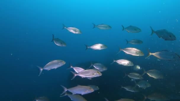 Amberjack Pesca Escuela Agua Oscura Scuba Buceo Mallorca — Vídeos de Stock