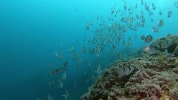 Akdeniz Resiflerinde Tüplü Dalış Akdeniz Denizinin Sualtı Görüntüsü — Stok video