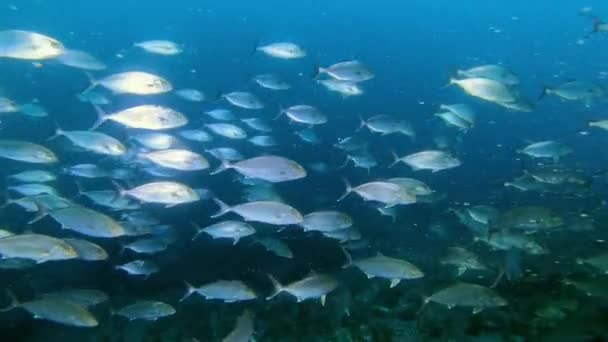 Wildlife Onderwater Amberjack Vissen Donkerblauw Water Duiken Majorca Balearen — Stockvideo