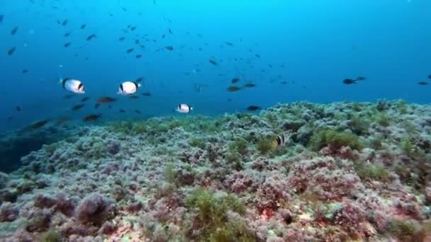 Pov Καταδύσεις Έναν Θαλάσσιο Ύφαλο Της Μεσογείου Υποβρύχια Θαλάσσια Ζωή — Αρχείο Βίντεο
