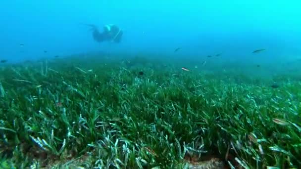 Pov Підводне Плавання Над Позідонією Морськими Водоростями Хмарній Воді — стокове відео