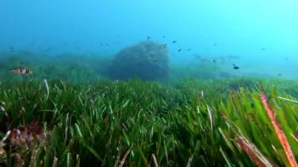 Pov Scuba Duiken Een Groen Zeewierveld — Stockvideo