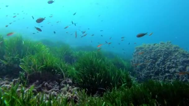 Pov Scuba Diving Swinging Posidonia Seaweed Seabed — Stock Video