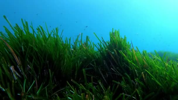 Unterwasserwelt Rifffische Und Eine Versteckte Muräne — Stockvideo
