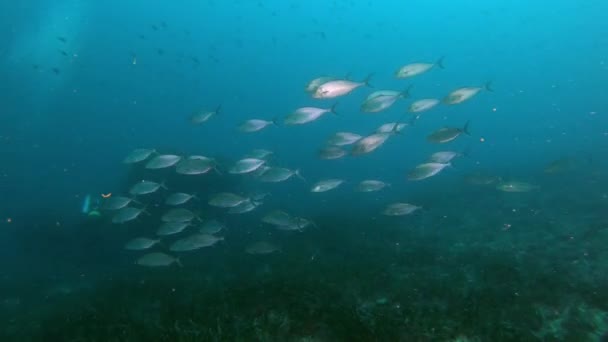 海中海洋生物 サンゴ礁の魚と隠れたウナギ — ストック動画