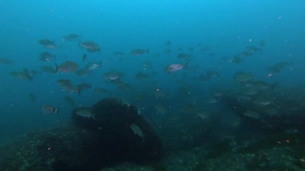 Глибоке Пірнання Аквалангів Мальорці Іспанія Риба Амберджек Плаває Дуже Хмарній — стокове відео