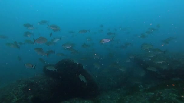 Diepzeeduiken Majorca Spanje Amberjack Vissen Zwemmen Zeer Bewolkt Water — Stockvideo