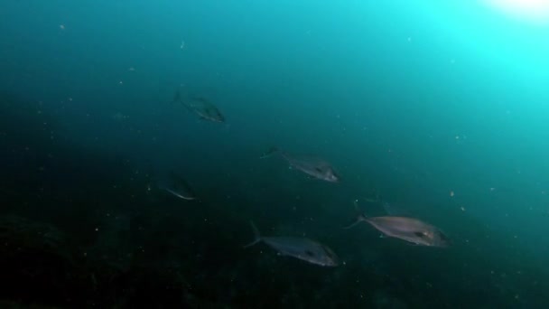 Tieftauchen Amberjackfische Sehr Dunklem Wasser Meereslebewesen Mittelmeer — Stockvideo