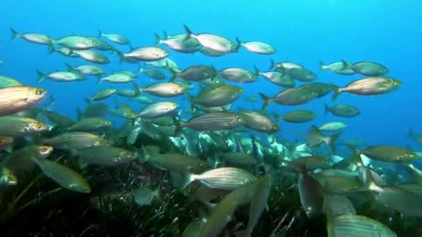 Złoto Banded Ryby Śródziemnomorskiej Rafie Majorka — Wideo stockowe