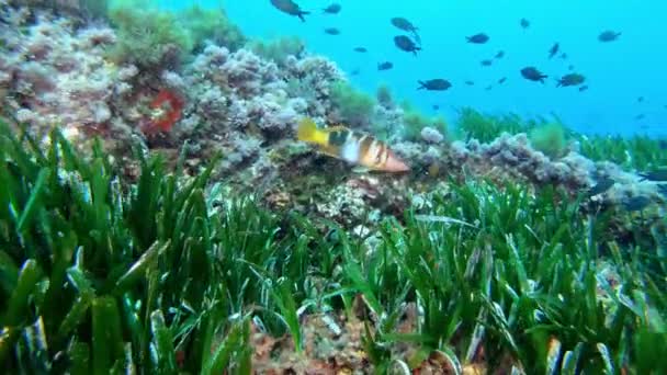 水底自然 珊瑚礁鱼在浮游的绿色阳离子海床上 — 图库视频影像