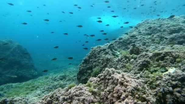 Pov Plongée Sous Marine Dans Récif Méditerranéen Eau Bleue Propre — Video