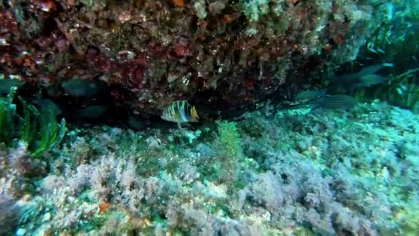Buceo Mallorca España Naturaleza Submarina Arrecife Peces — Vídeos de Stock