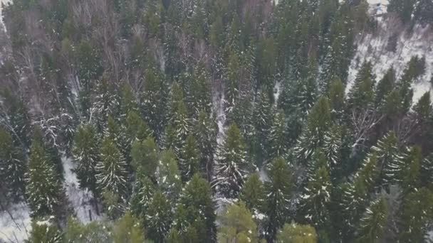 Långsamt Flyger Över Vinterskogen Vinter Skogen Fågelögon Snötäckt Blandskog Grön — Stockvideo