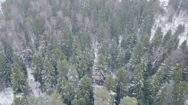 Kış ormanının üzerinde yavaşça uçar. Ormanda kış. Kuş bakışı. Karla kaplı karışık orman. Karda yeşil ladin. Karla kaplı çam ağaçları. Soğuk mevsim. Kırsal