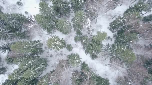慢慢地飞过冬天的森林 森林里的冬天鸟的眼睛 白雪覆盖的混交林 雪地里的绿色云杉 白雪覆盖的松树 寒冷的季节 农村地区 — 图库视频影像