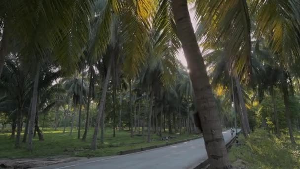 Des amis roulent en scooter les uns après les autres, sur une route asphaltée sous les tropiques. Plusieurs vélos roulent le long de la route à grande vitesse. un convoi de motos dans une forêt tropicale. Reste en Asie .