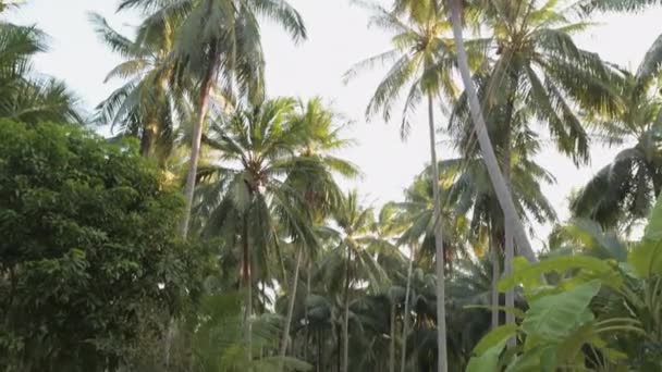 Two Motorcyclists Guy Girl Riding Jungle Bikes Rural Road Coconut — Stock Video