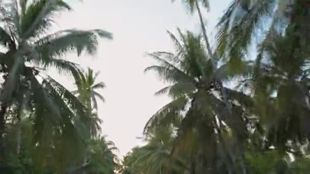 Tops Palmbomen Tegen Lucht Bewegen Door Het Bos Palmbladeren Aan — Stockvideo