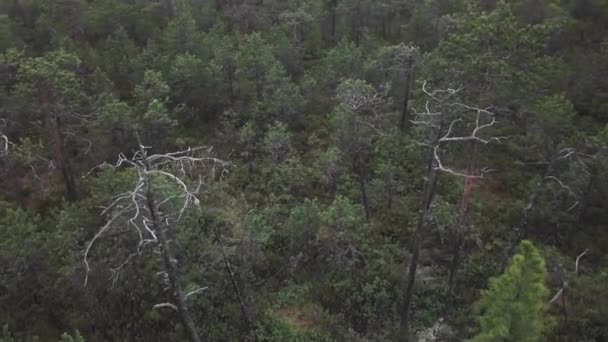 Survol d'une jeune forêt de conifères en Sibérie. Étranges arbres desséchés près d'une route rurale .