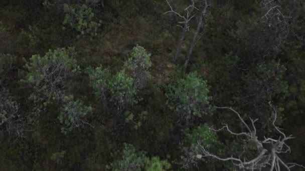 Survol d'une jeune forêt de conifères en Sibérie. Étranges arbres desséchés près d'une route rurale .