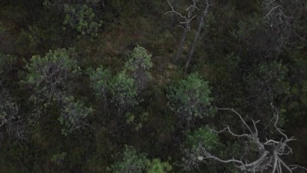 Flyg Över Ung Barrskog Sibirien Konstigt Vissnade Träd Nära Landsväg — Stockvideo